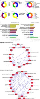 β-Arrestin Based Receptor Signaling Paradigms: Potential Therapeutic Targets for Complex Age-Related Disorders